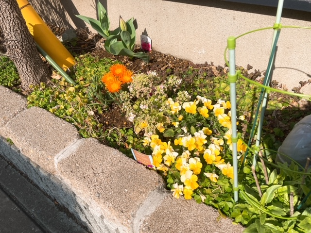 西側の跡地。クローバーの間にラベンダー、マツバギク、サクラソウ、チューリップなど