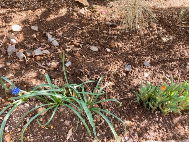 親木の後に植えたマツバギクとムスカリ