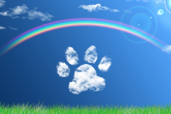 愛犬が虹の橋を渡りました