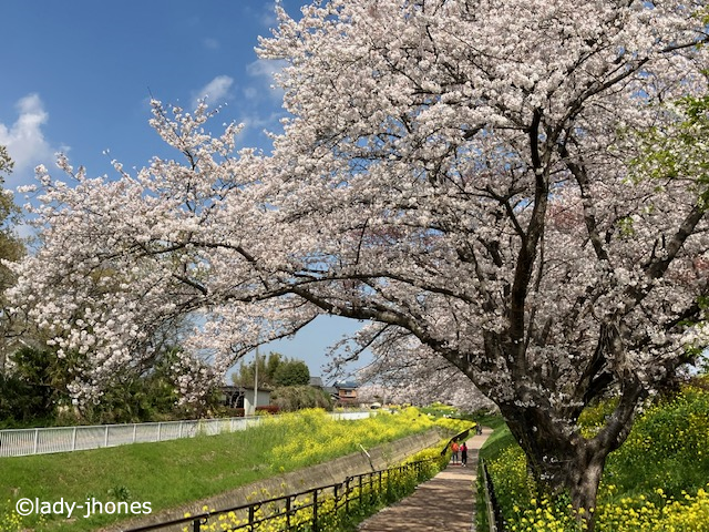 さくら堤公園、東端よりの眺め