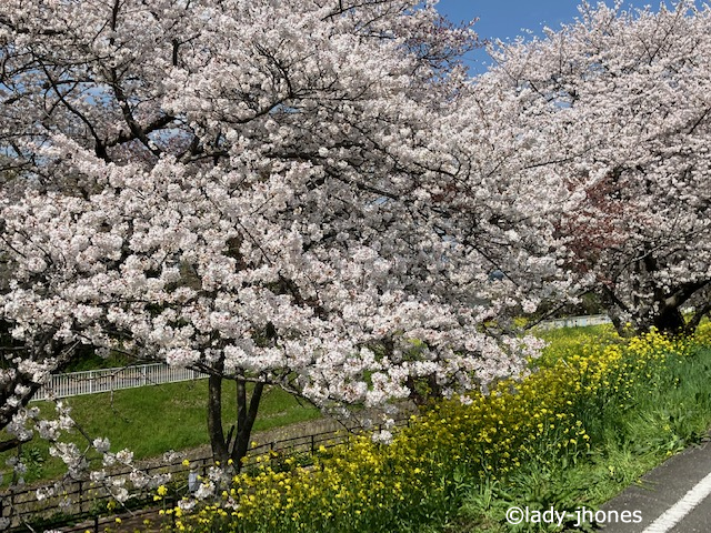 さくら堤公園堤の上から