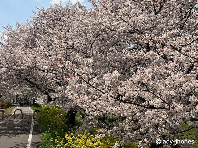 堤の上はサイクリングロード
