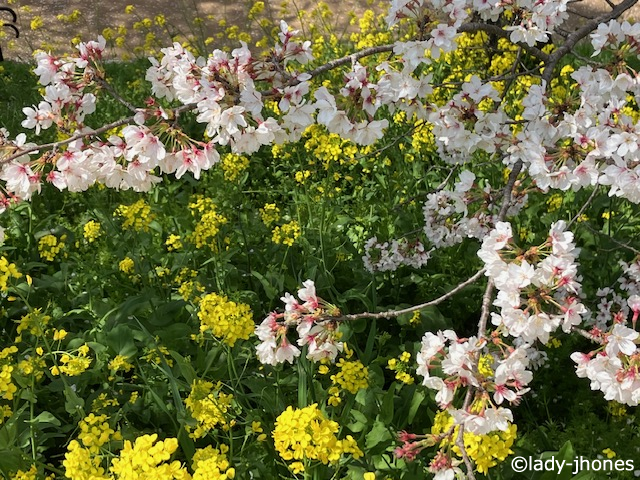 菜の花と桜のコラボ
