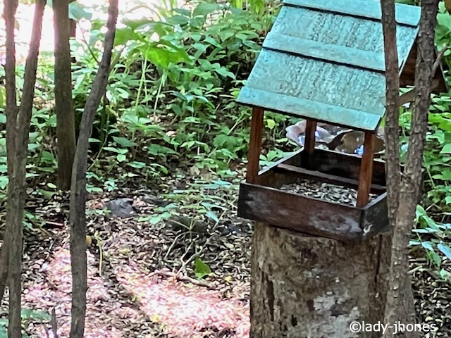 離山房の小動物餌場にリスが