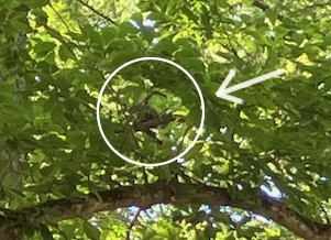 リスは白まるのなかに