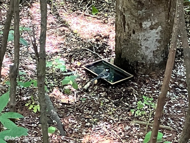 水飲み場のシジュウカラ