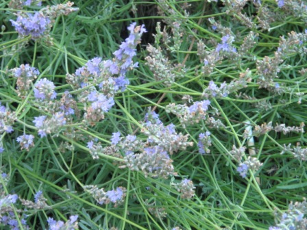 20100724 10.JPG