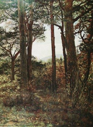 Scotch Firs 1873.jpg