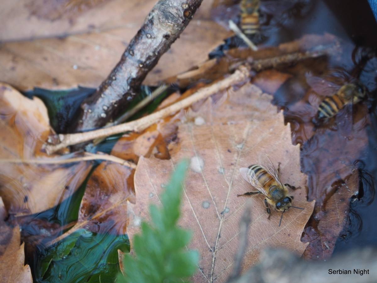 f:id:ladybug-noriko:20190421213227j:plain