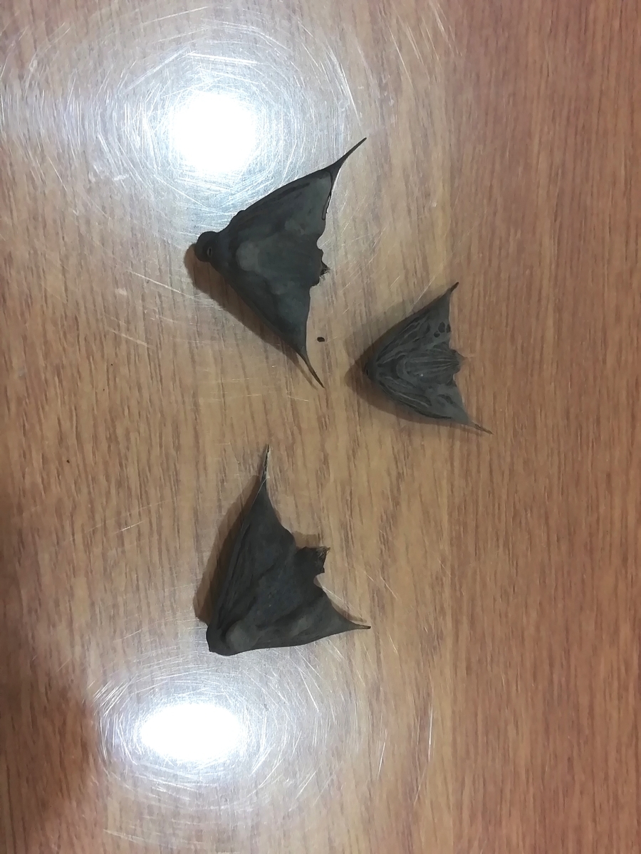 f:id:lagurus:20191016132408j:plain f:id:lagurus:20191016132408j:plain