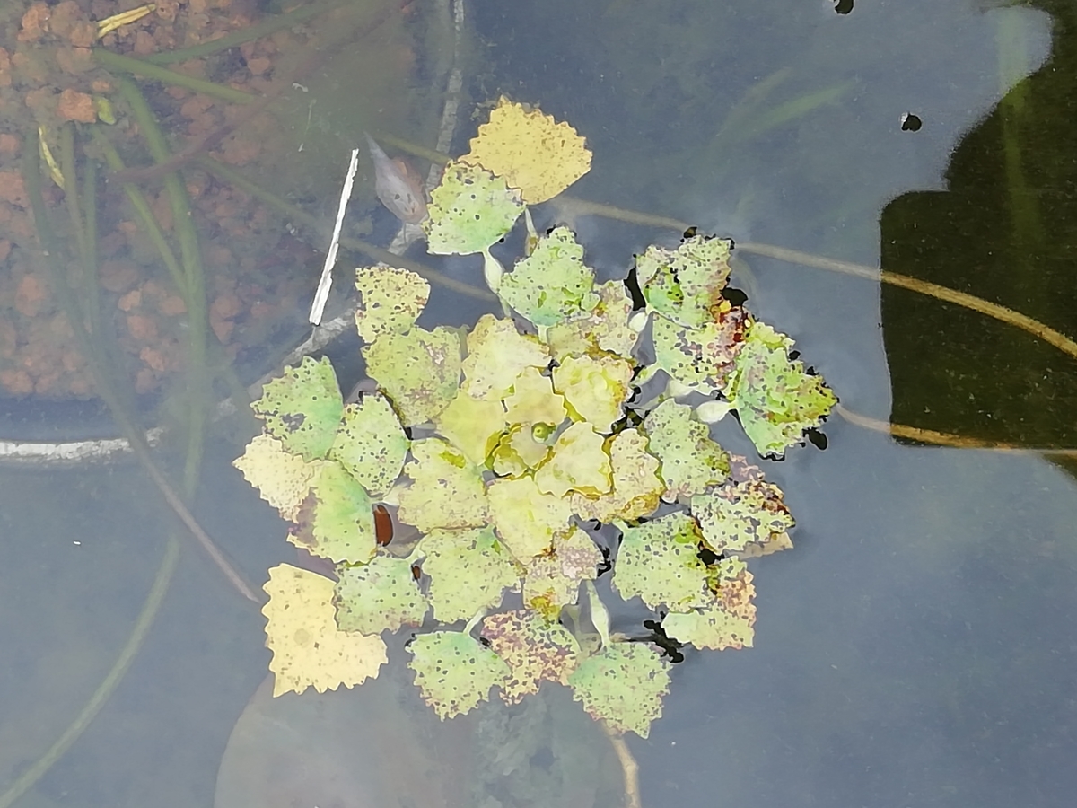 f:id:lagurus:20191016133351j:plain f:id:lagurus:20191016133351j:plain