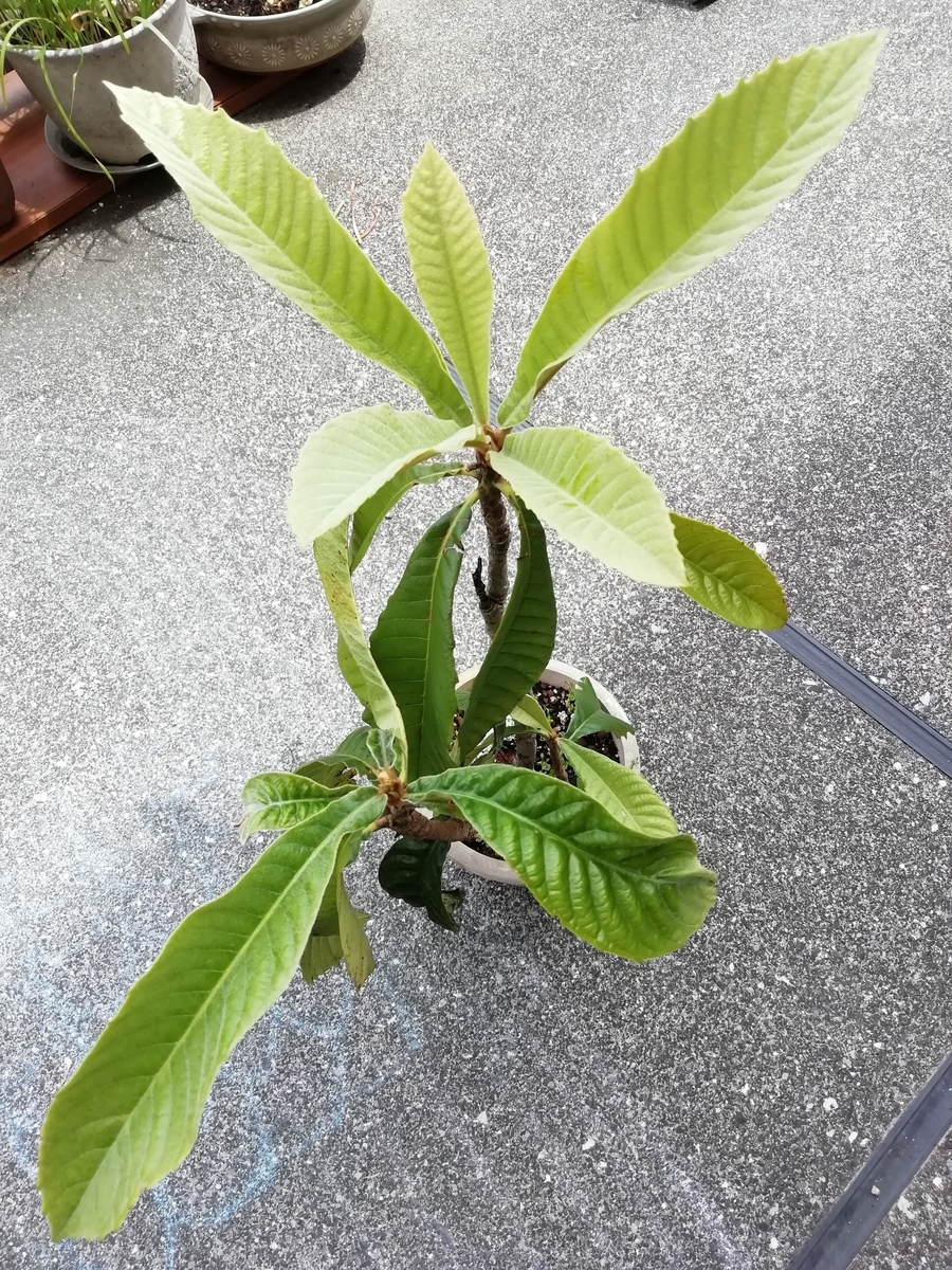 f:id:lagurus:20200503113518j:plain f:id:lagurus:20200503113518j:plain