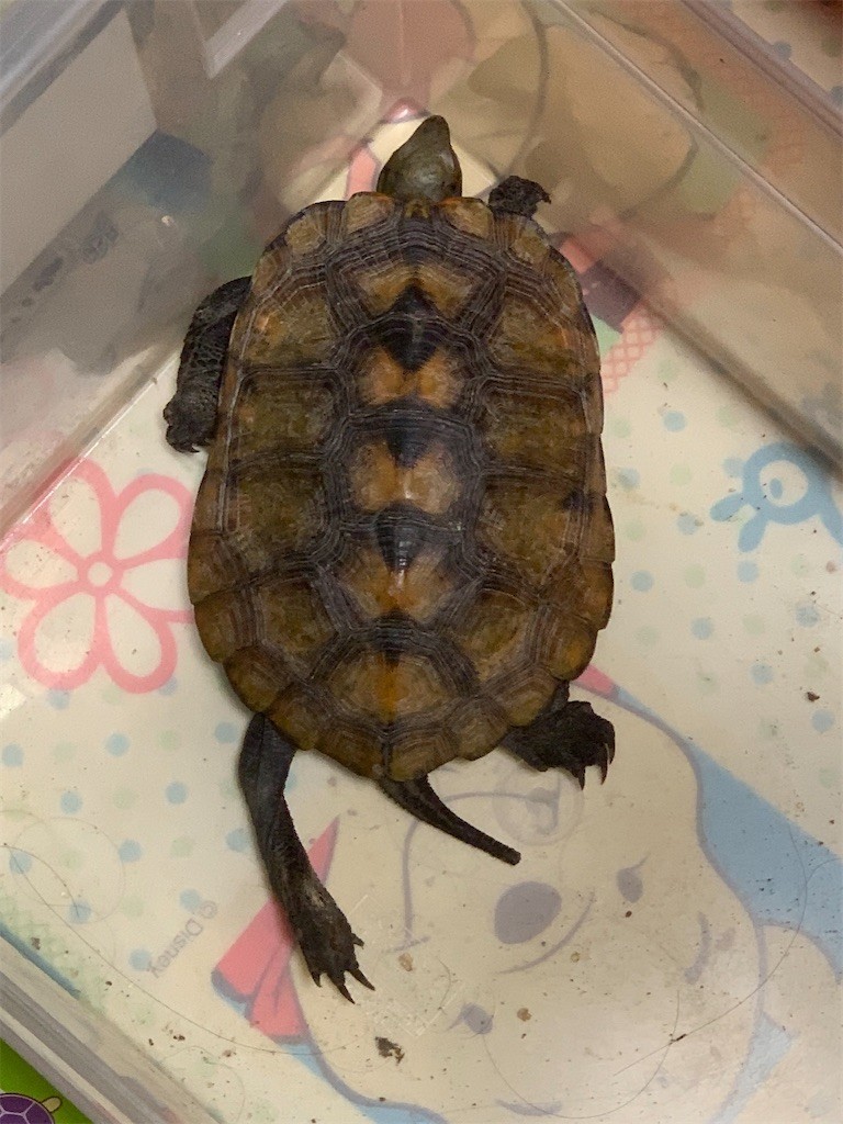 f:id:lajolla-samurai:20220302205358j:image f:id:lajolla-samurai:20220302205358j:image