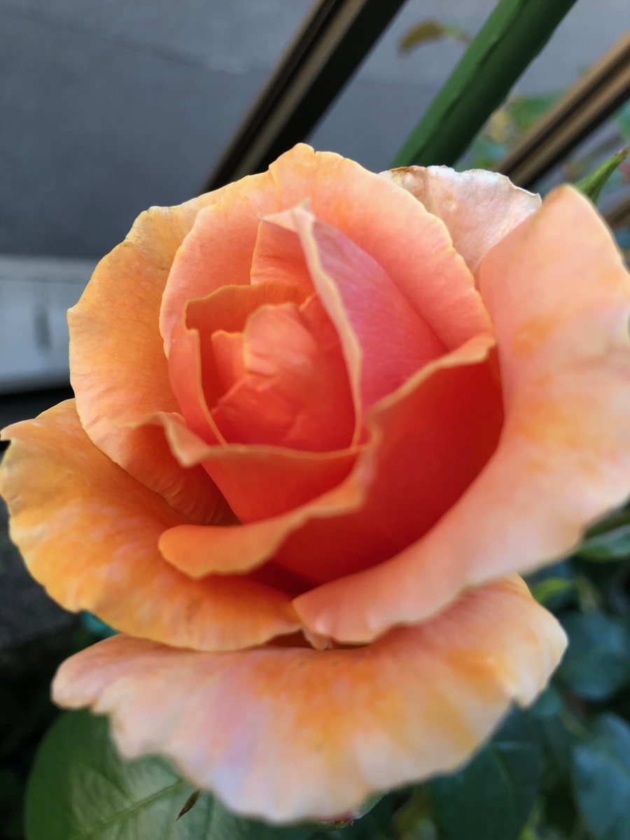 f:id:lala-rose:20200322185103j:plain