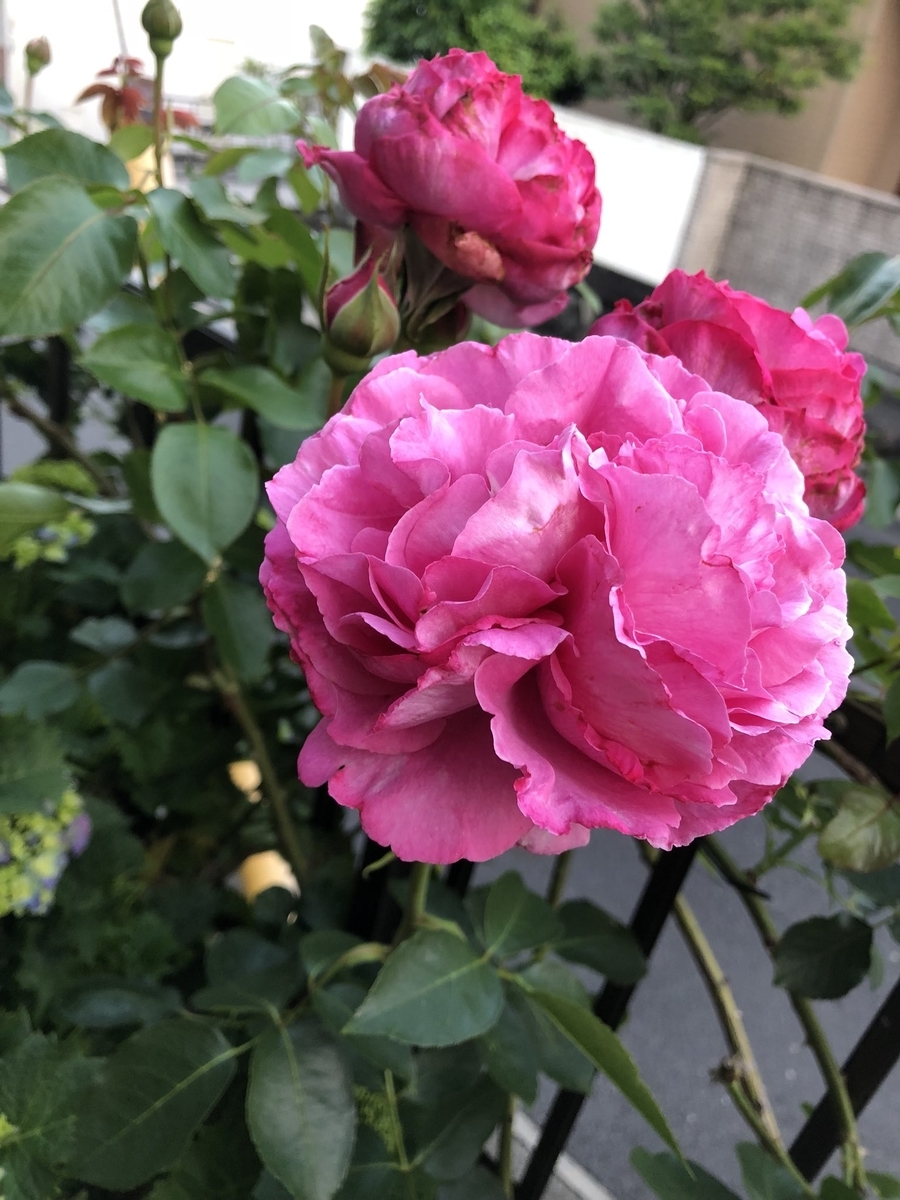 f:id:lala-rose:20200324214509j:plain