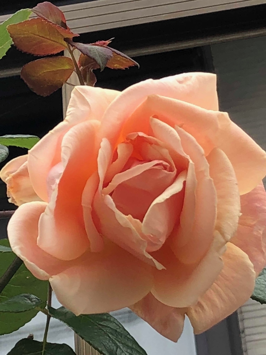 f:id:lala-rose:20200325223143j:plain