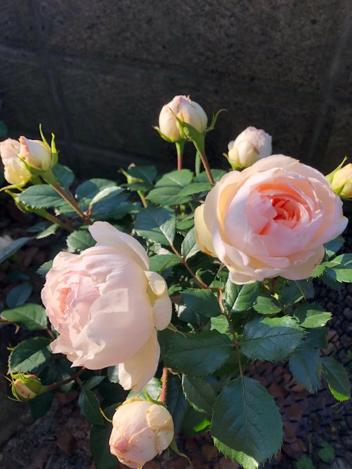 f:id:lala-rose:20200415031502j:plain