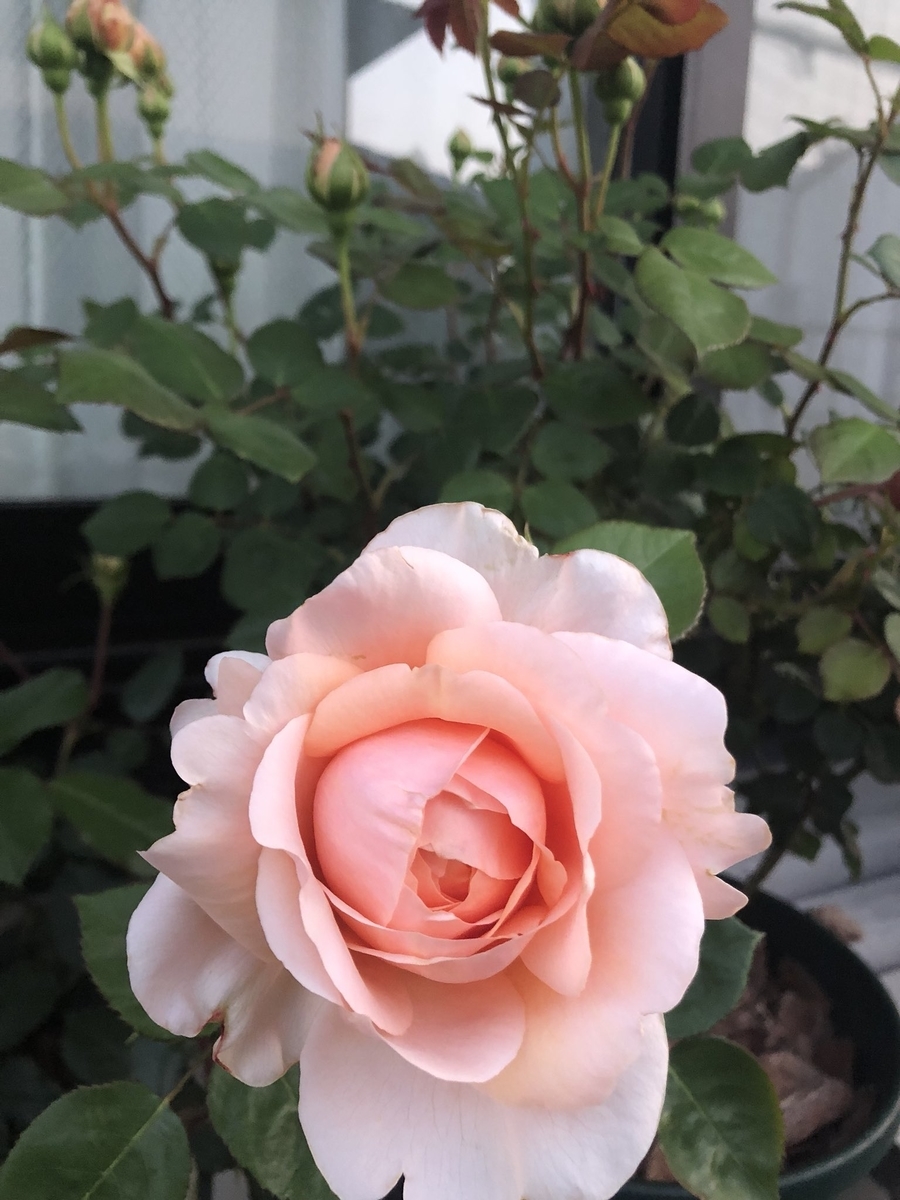 f:id:lala-rose:20200517052731j:plain