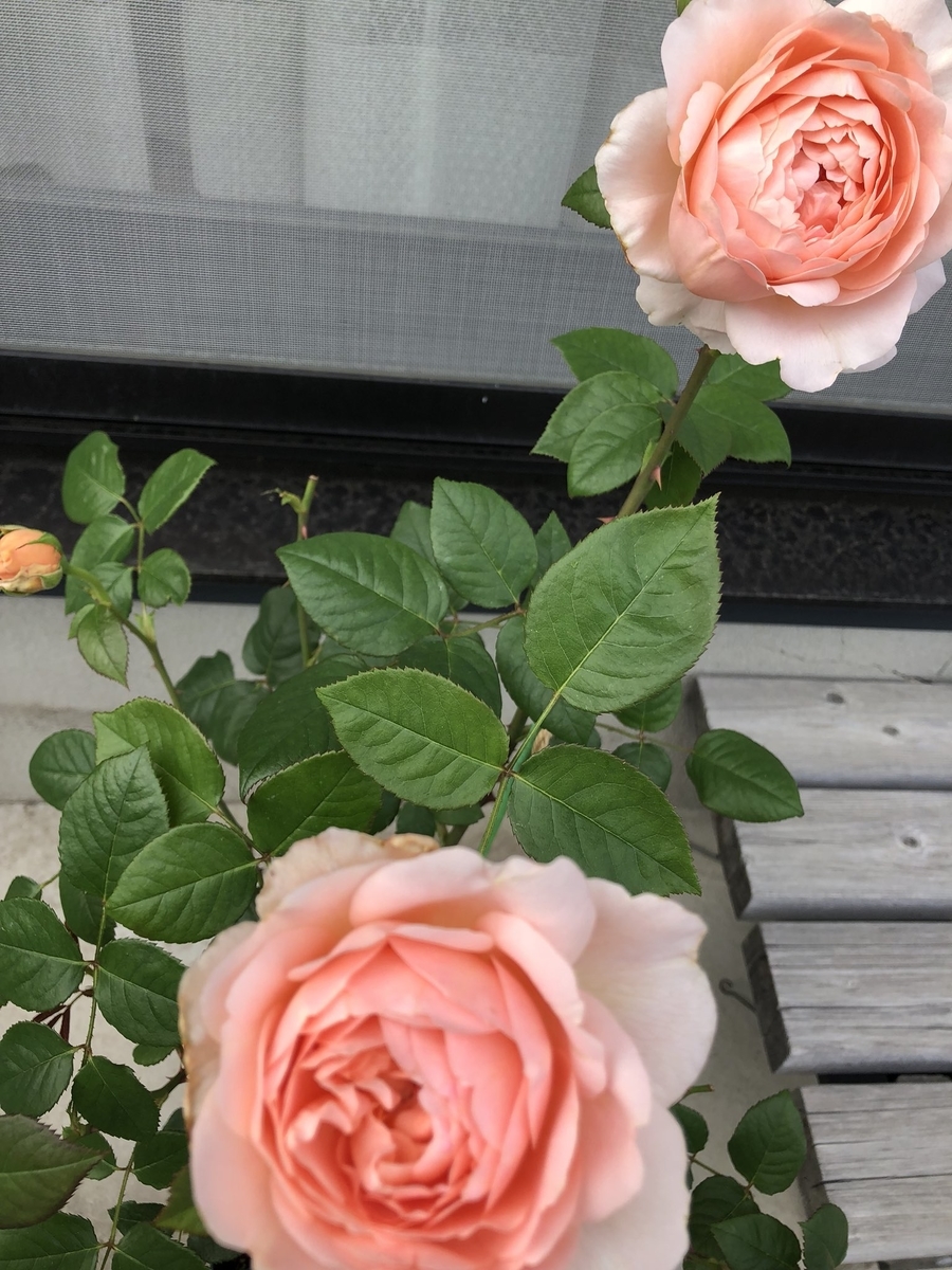f:id:lala-rose:20200517062342j:plain