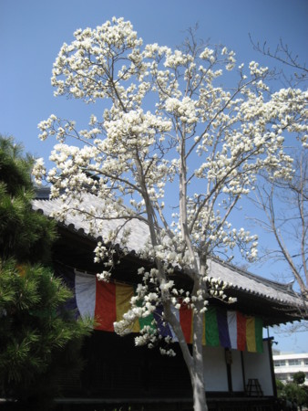 f:id:lalakoora:20090321115301j:image