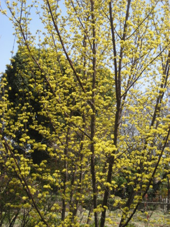 f:id:lalakoora:20090321115340j:image