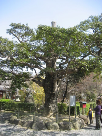 f:id:lalakoora:20090321115405j:image