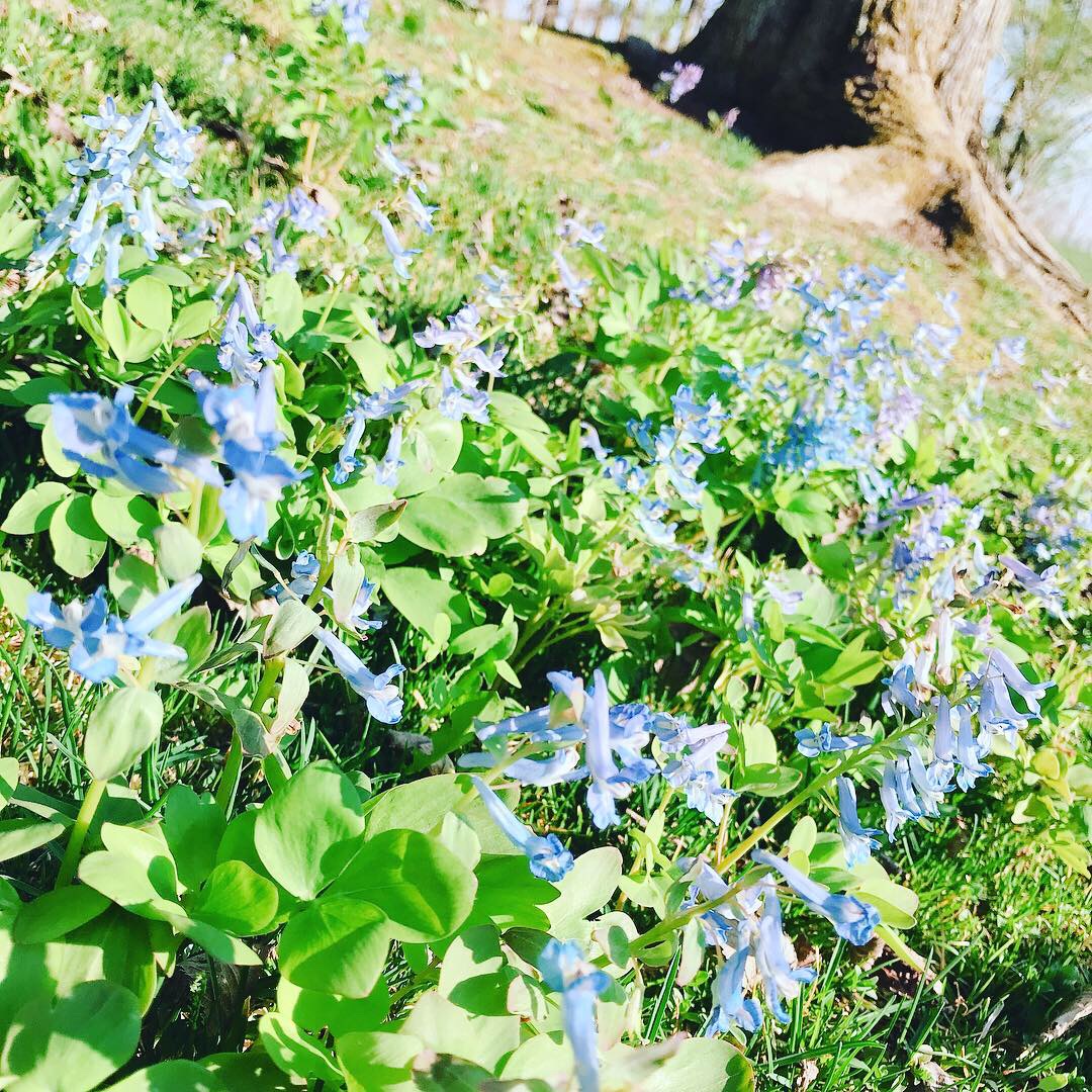 f:id:lalalakamada:20190506150755j:plain