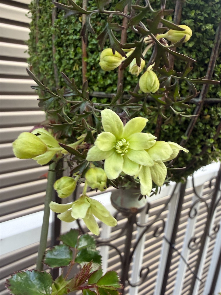 f:id:lalalayukiki:20260321173838j:image f:id:lalalayukiki:20260321173838j:image