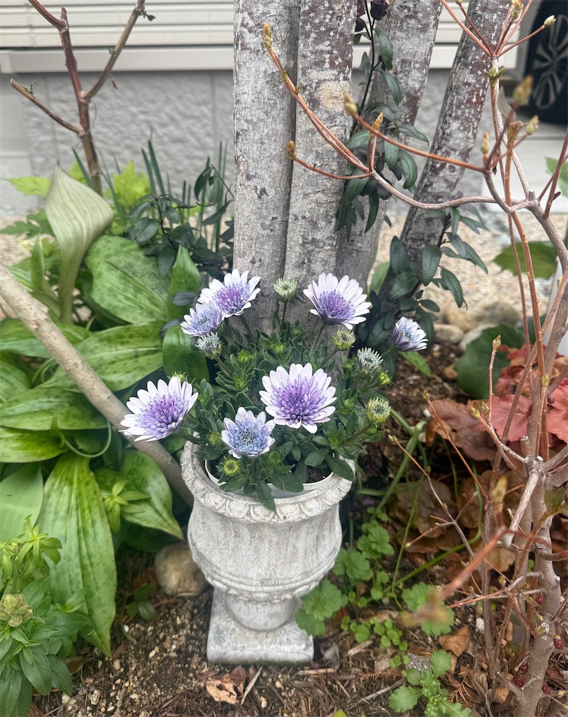 f:id:lalalayukiki:20260321174017j:image f:id:lalalayukiki:20260321174017j:image
