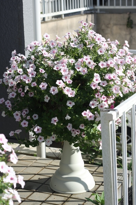 f:id:lalanoniwa:20200330011951j:plain f:id:lalanoniwa:20200330011951j:plain