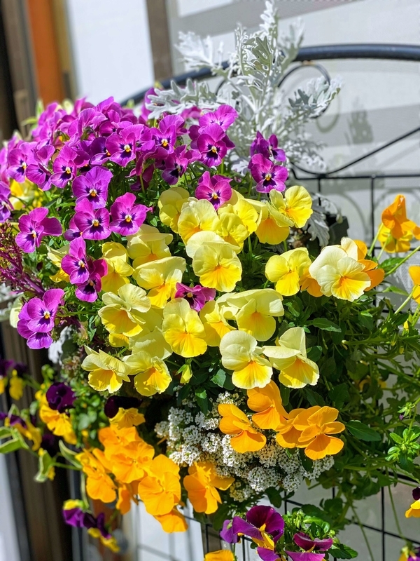f:id:lalanoniwa:20200414120257j:plain f:id:lalanoniwa:20200414120257j:plain