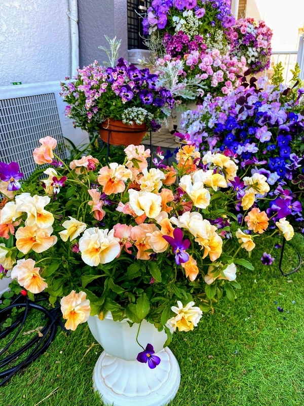 f:id:lalanoniwa:20200419154708j:plain