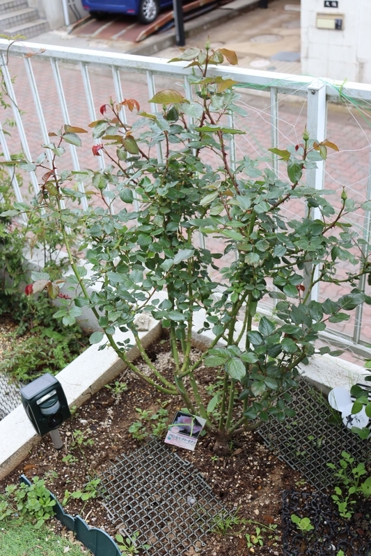f:id:lalanoniwa:20200424142950j:plain f:id:lalanoniwa:20200424142950j:plain