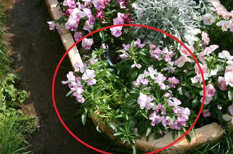 f:id:lalanoniwa:20200425181146j:plain f:id:lalanoniwa:20200425181146j:plain