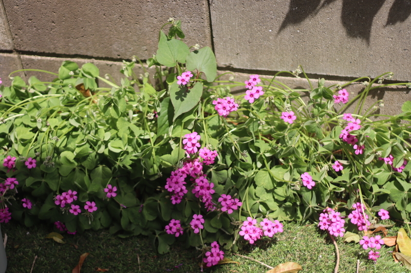 f:id:lalanoniwa:20200426115124j:plain