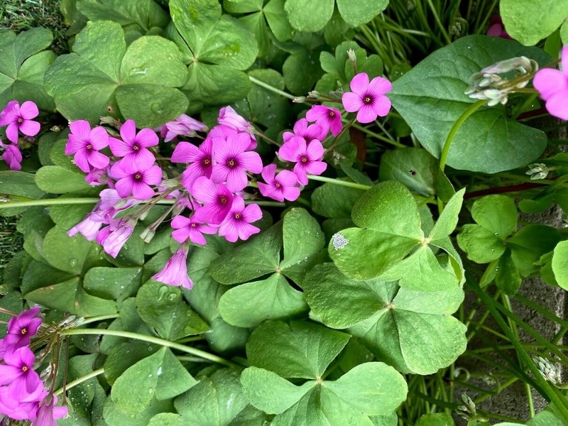 f:id:lalanoniwa:20200428103750j:plain