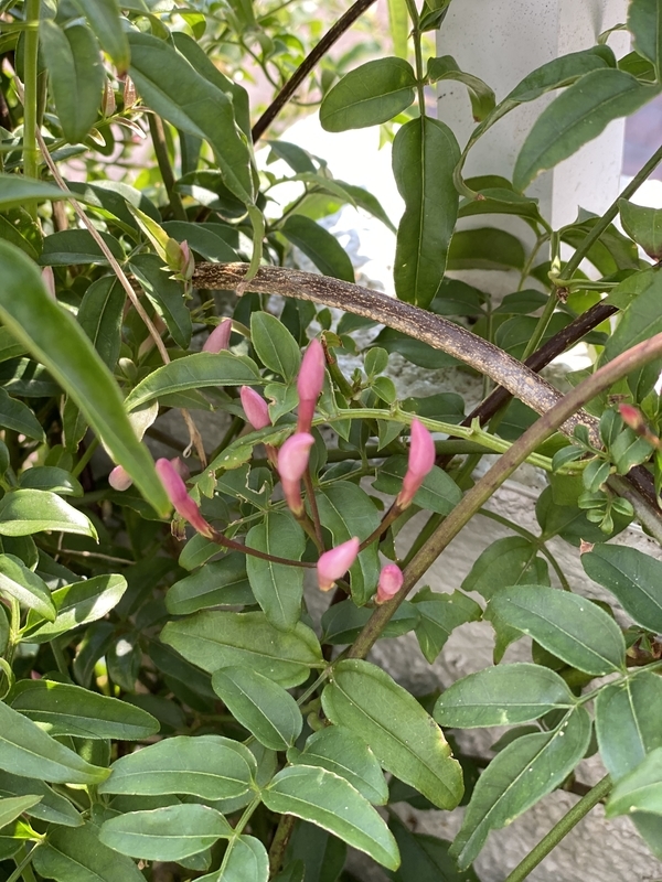 f:id:lalanoniwa:20200502105113j:plain f:id:lalanoniwa:20200502105113j:plain