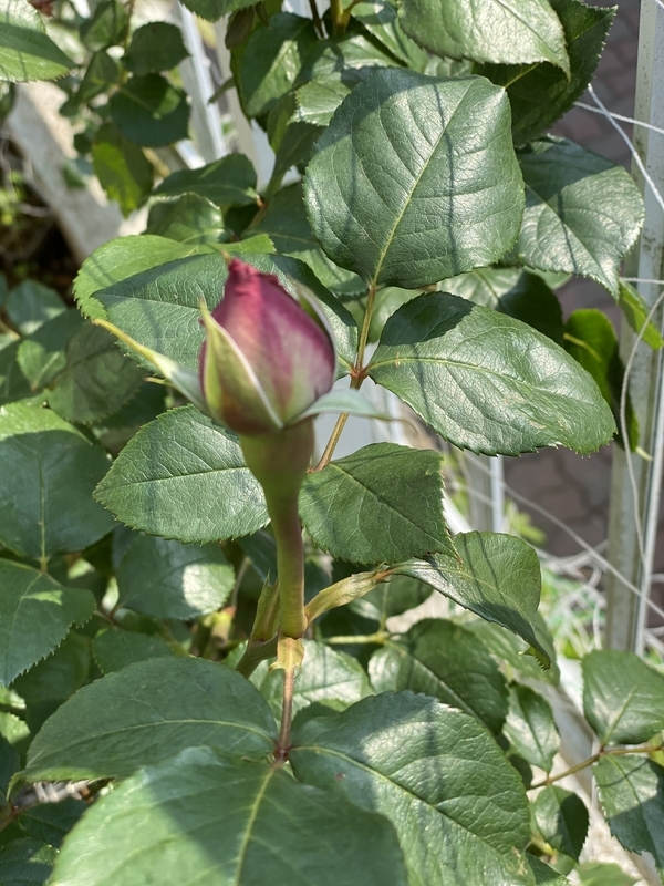 f:id:lalanoniwa:20200502105239j:plain f:id:lalanoniwa:20200502105239j:plain