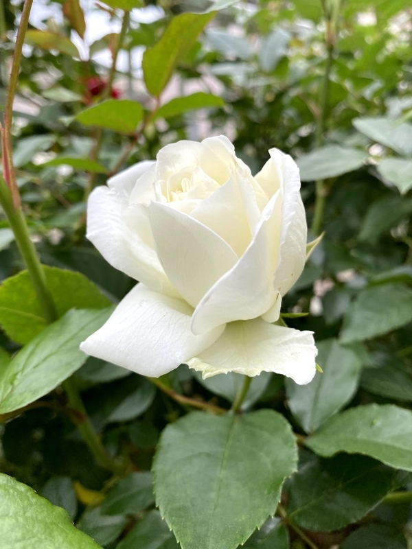 f:id:lalanoniwa:20200510155451j:plain f:id:lalanoniwa:20200510155451j:plain