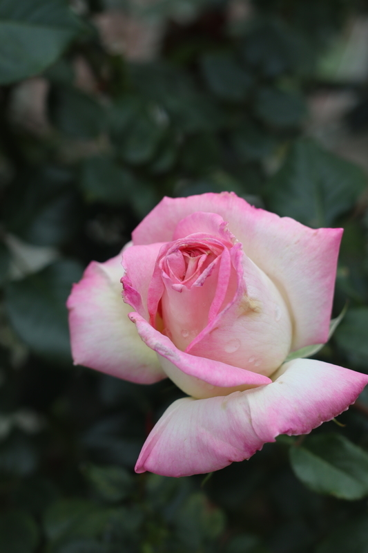 f:id:lalanoniwa:20200510155501j:plain f:id:lalanoniwa:20200510155501j:plain