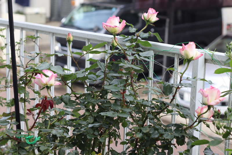 f:id:lalanoniwa:20200510155510j:plain f:id:lalanoniwa:20200510155510j:plain