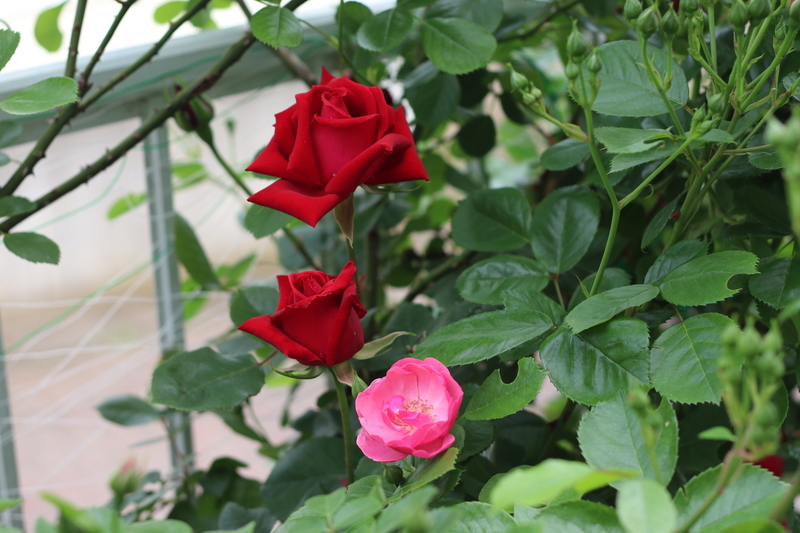 f:id:lalanoniwa:20200510155530j:plain f:id:lalanoniwa:20200510155530j:plain