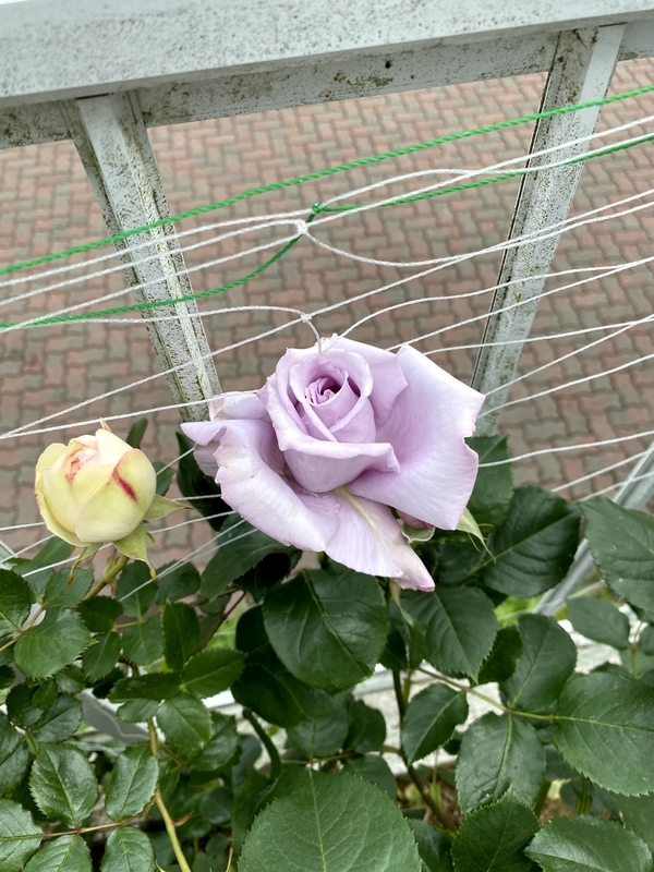 f:id:lalanoniwa:20200510155538j:plain f:id:lalanoniwa:20200510155538j:plain