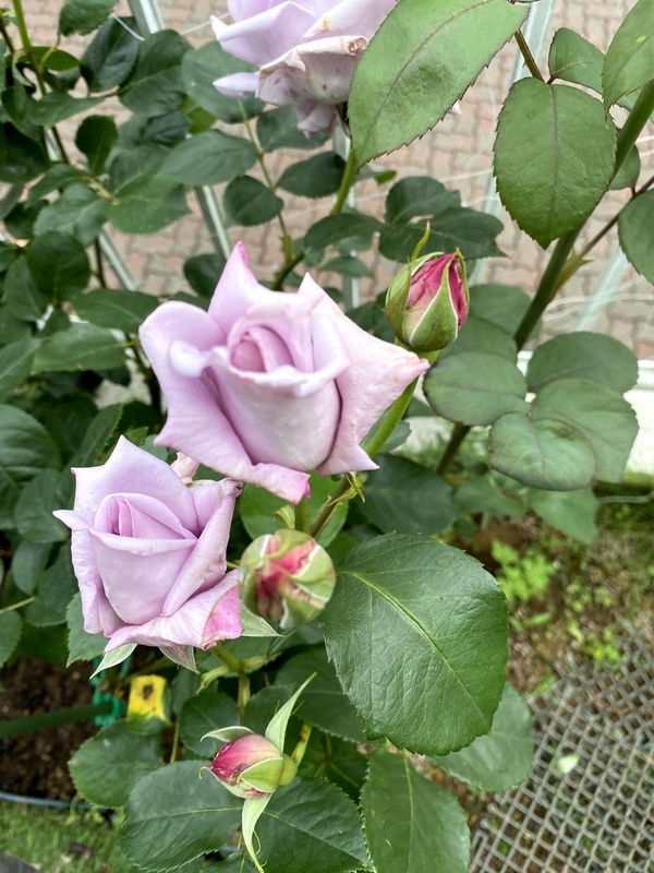 f:id:lalanoniwa:20200510155549j:plain f:id:lalanoniwa:20200510155549j:plain