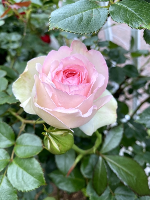 f:id:lalanoniwa:20200510155601j:plain f:id:lalanoniwa:20200510155601j:plain