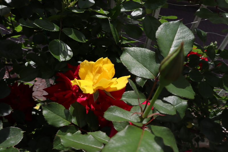 f:id:lalanoniwa:20200513105018j:plain