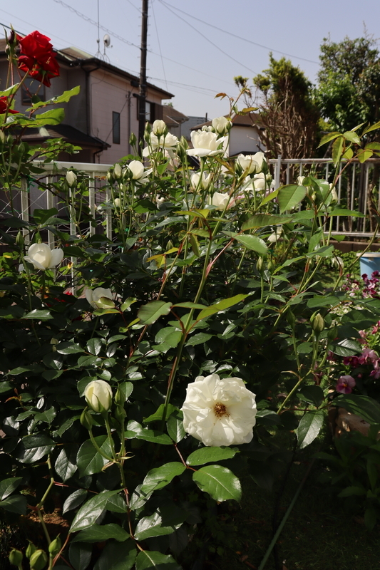 f:id:lalanoniwa:20200513105658j:plain
