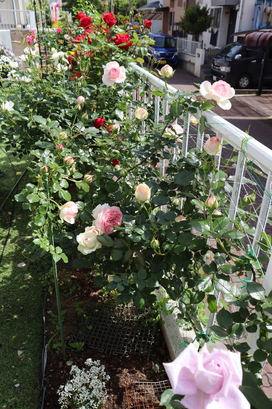 f:id:lalanoniwa:20200513110118j:plain