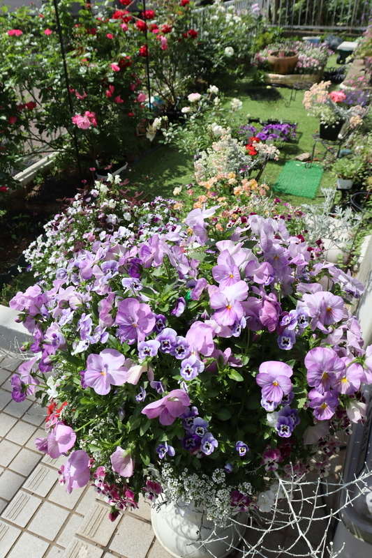 f:id:lalanoniwa:20200513110129j:plain