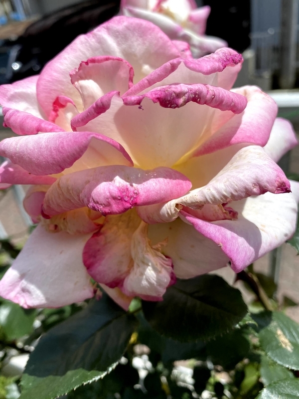 f:id:lalanoniwa:20200513113733j:plain